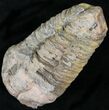 Calymene Trilobite From Morocco - Large Size #17893-1